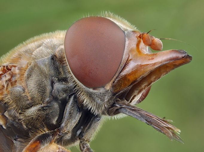 Head of a Hoverfly showing the large compound eyes (Rhingia campestris). Flies have specialised mout Head of a Hoverfly showing the large compound eyes (Rhingia campestris). Flies have specialised mouthparts called a proboscis.