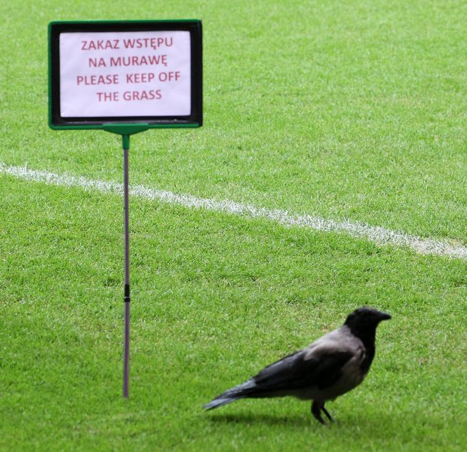 Polský Národní stadion ve Varšavě před utkáním Česká republika - Portugalsko během Eura 2012. Zákaz vstupu na trávník pro ptáky neplatí.