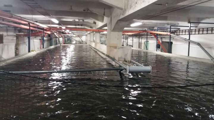 Od jikry až na talíř. Podívejte se na velkochovy pstruhů, kteří nikdy nespatří slunce