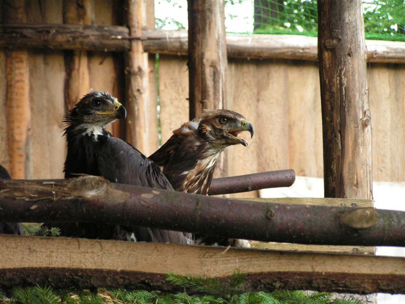 Mláďata orla skalního jsou ve vypouštěcí voliéře.