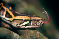 V Kauflandu v Orlové hledají hada. Hasiči pátrají mezi regály, obchod je zavřený