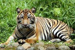 Tygr v ZOO přeskočil plot a zabil dělníka