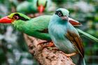 Pražské zoo se jako první v Evropě podařilo odchovat vzácné ptáky krasky krátkoocasé