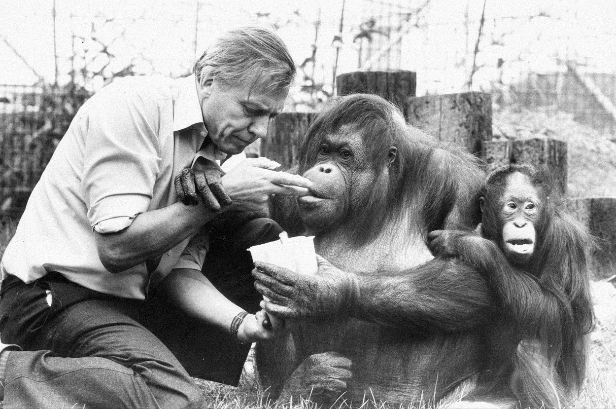 Jednorázové užití / Fotogalerie / Legendární britský přírodovědec David Attenborough slaví 95. narozeniny