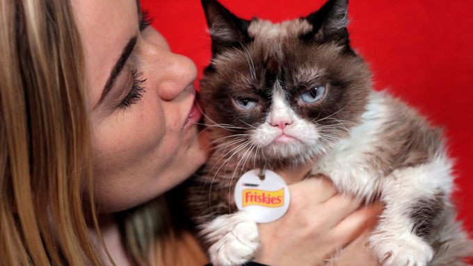 Zemřela nejslavnější kočka na světě, rozmrzelé Grumpy Cat bylo sedm let