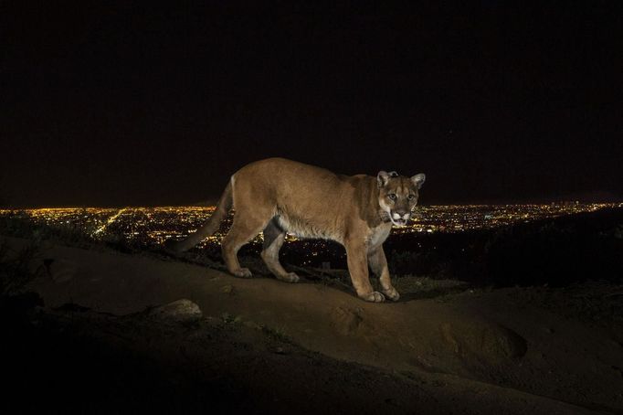 Steve Winter, a U.S. photographer working for National Geographic, won the 1st Prize on the Nature Stories category of the 2014 World Press Photo contest with his series of pictures which includes this one of a cougar walking a trail in Los Angeles' Griffith Park, captured by a camera trap March 2, 2013.