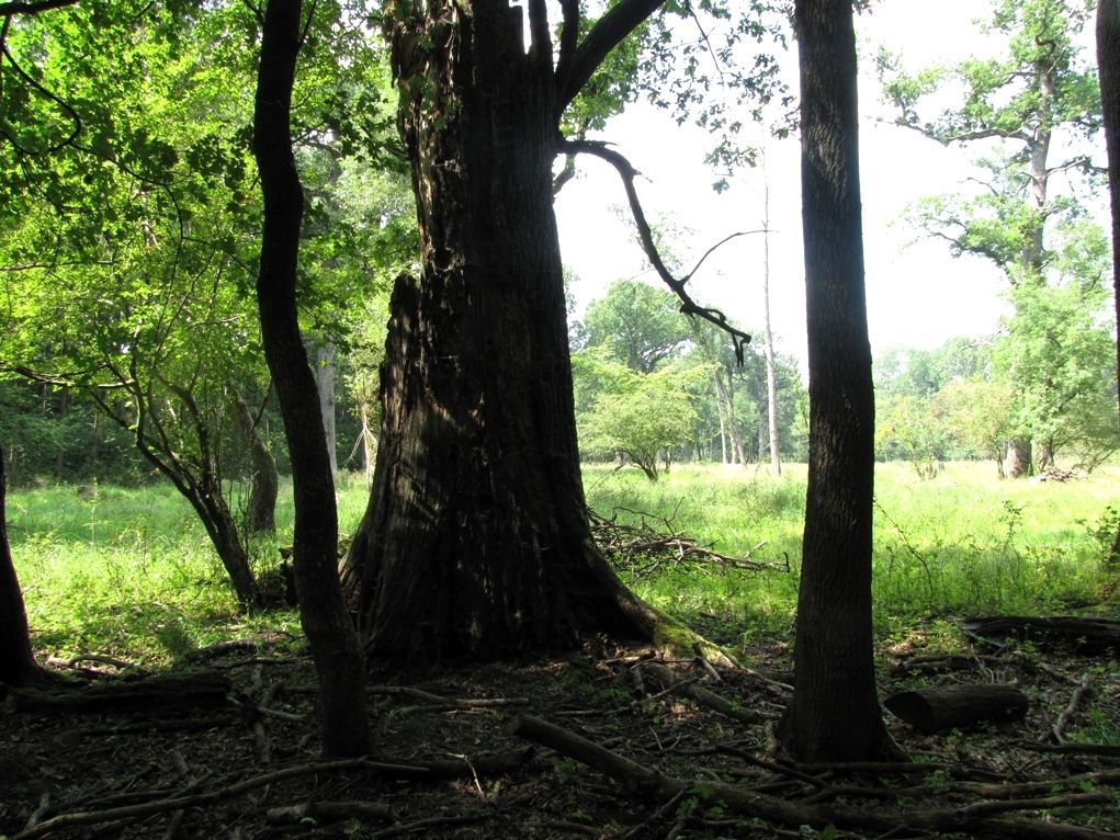 Moravská Amazonie u Lanžhotu