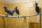 Pražská zoo chytila jedenáctého ibisa skalního, uletěl až do Říčan