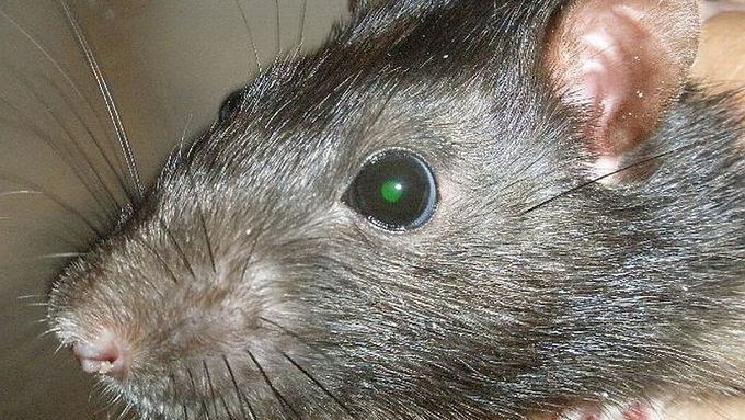 Zázrak moderní vědy: potkan se zelenýma očima.