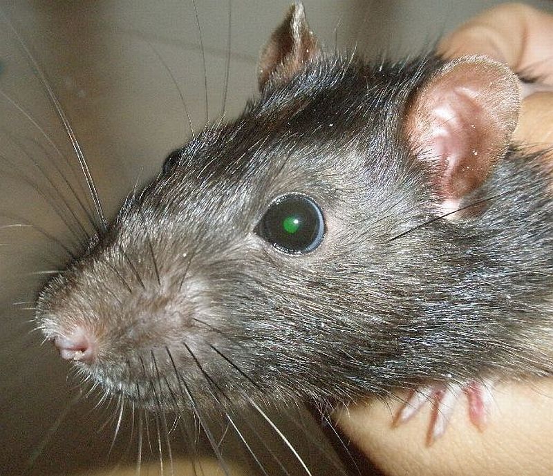 Geneticky upravený potkan