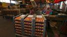 An employee sorts eggs before they are painted at the Beham coloured eggs company in Thannhausen, near Augsburg March 18, 2013. Beham is Bavaria's biggest coloured eggs producer and has stepped up its production to 200,000 eggs per day to meet the high demand ahead of Easter. REUTERS/Michael Dalder (GERMANY - Tags: RELIGION SOCIETY FOOD) Published: Bře. 18, 2013, 12:32 odp.