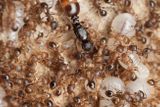Pavel Krásenský: Královna mravence rodu Temnothorax. Snímek z doprovodné výstavy zaměřené na makrofotografii.