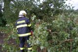Stromy blokovaly silnici mezi Chotělicemi a Vysokým Veselím na Hradecku