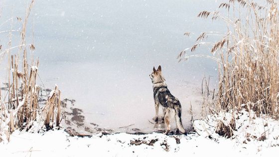 Toulal se s vlčákem po krajině a proslavilo ho to. Fotograf Honza Řeháček zaujal na Instagramu