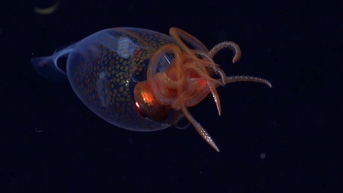 Tým vědců Schmidt Ocean Institute jako první natočil oliheň Mesonychoteuthis hamiltoni v jejím přirozeném prostředí.