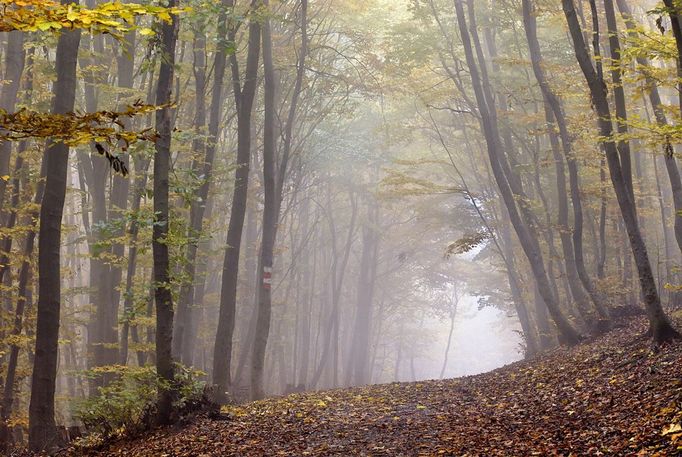 Při zatažené obloze působí podzimní mlhy takřka mysteriózním dojmem.