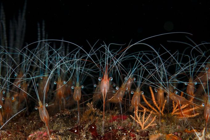 Underwater Photographer of the Year 2020 - vítězné fotografie