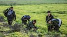 Fighters of the Kurdish People's Protection Units (YPG) pick plants for food in the southern Ras al-Ain