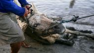 Začátek letošního roku narušila na Filipínách sopka Taal, která chrlila dým, popel a lávu. Přestože k velké erupci nakonec nedošlo, země přerušila lety a kvůli sopečnému popelu muselo být evakuováno až 300 tisíc lidí. Ti po návratu domů často našli svá hospodářská zvířata mrtvá či zasypaná popelem.