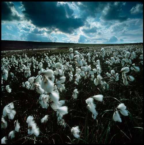 Krkonoše - suchopýr