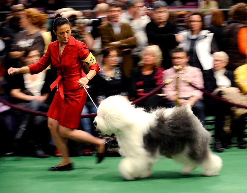 Výstava psů v New Yorku