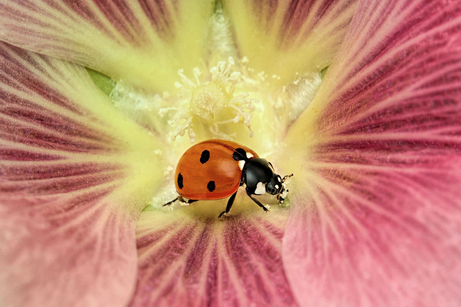Luminar Bug Photography Awards 2020
