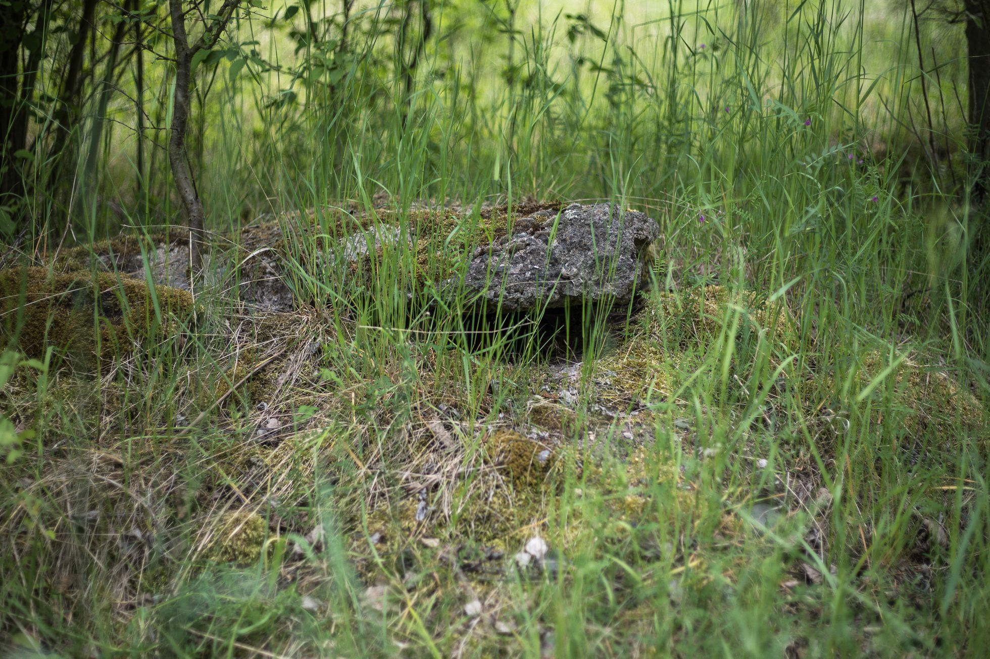 Chráněné území Na Plachtě, Hradec Králové