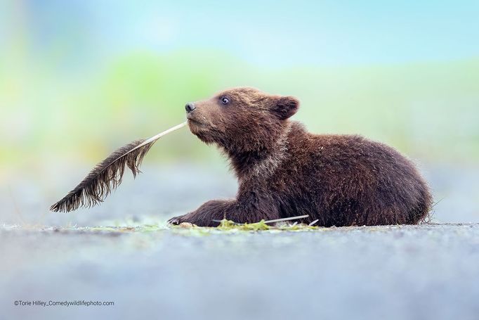 Finalisté soutěže Comedy Wildlife Photography Awards 2022