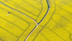 Řepkoland - letecké pohledy na žlutá řepková pole, zabírající více než desetinu půdy
