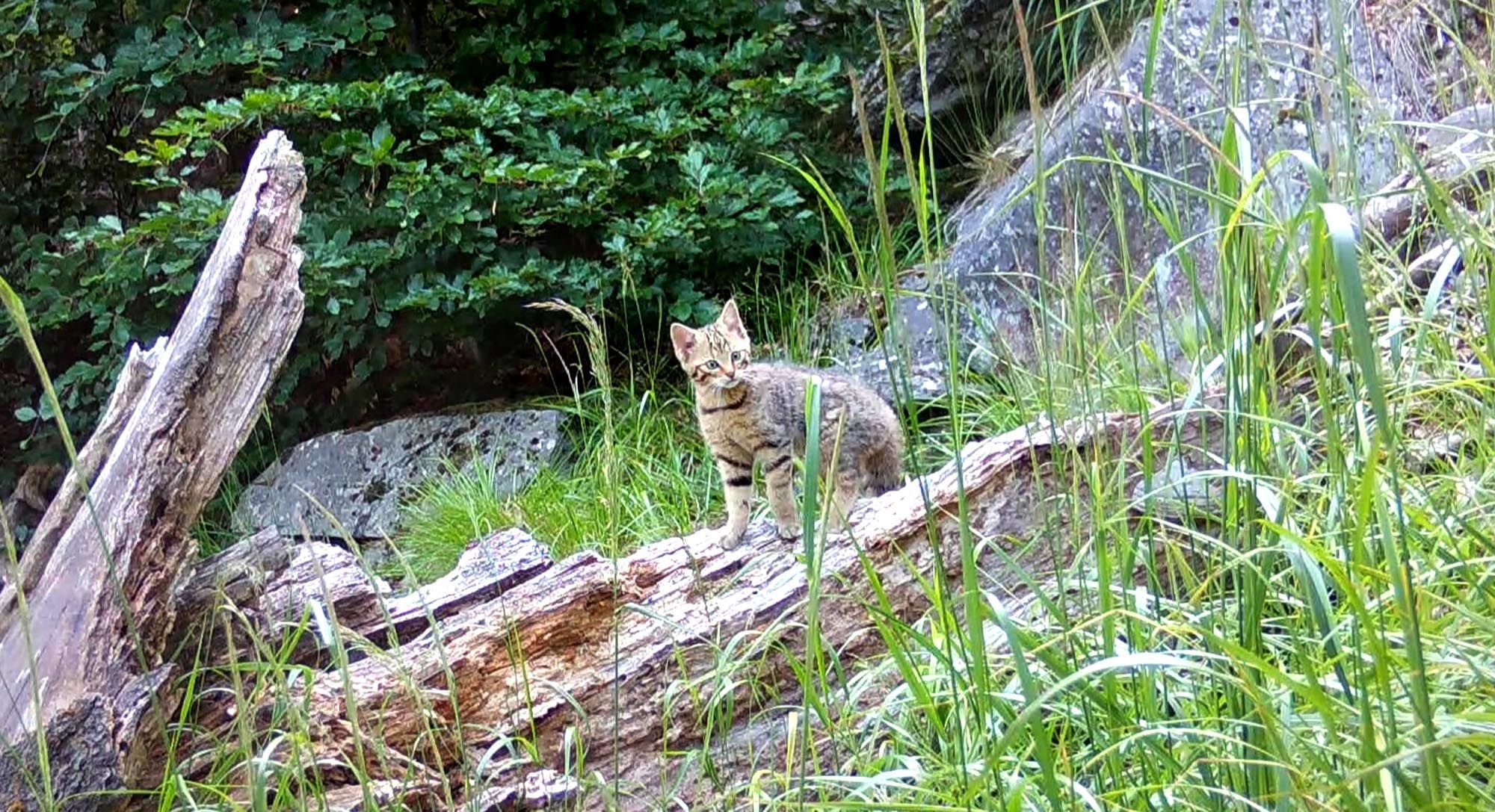 Divoká kočka, Lužické hory, koťata, Tonka, Jonáš, hnutí Duha, Akademie věd české republiky, fotopast, šelmy