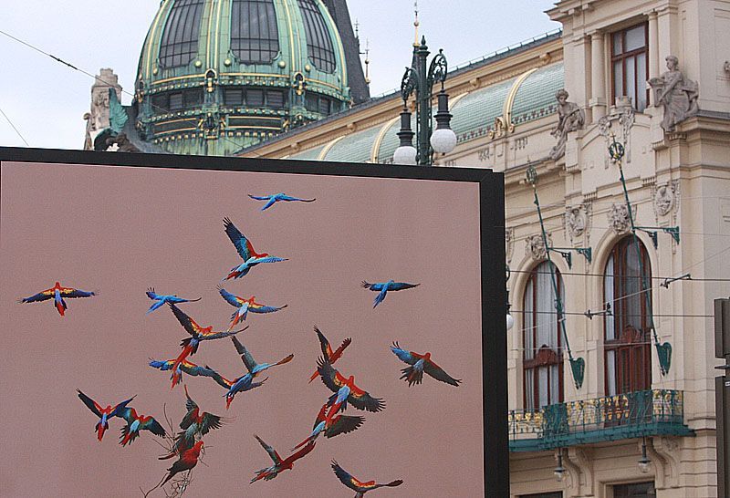 Zvířata na náměstí