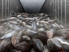 Ryby, které jsou uskladněné v mrazících boxech v Bangkoku a pocházejí z Japonska, musí nyní projít důkladnou kontrolou.