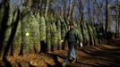 Jose Cruiz walks past a row of Christmas trees before they are shipped at Peak Farms in Jefferson, North Carolina, November 17, 2012. Crews at the farm will harvest nearly 65,000 Christmas trees this season. North Carolina has 1,500 Christmas tree growers with nearly 50 million Fraser Fir Christmas trees on over 35,000 acres. Picture taken November 17, 2012. REUTERS/Chris Keane (UNITED STATES - Tags: BUSINESS EMPLOYMENT ENVIRONMENT AGRICULTURE SOCIETY) Published: Lis. 19, 2012, 4:19 odp.