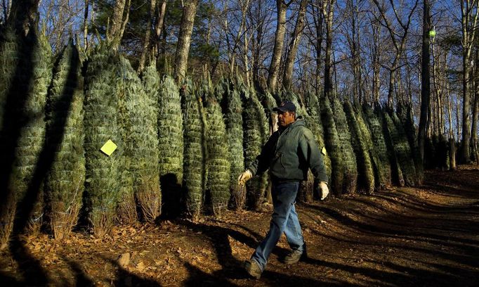 Jose Cruiz walks past a row of Christmas trees before they are shipped at Peak Farms in Jefferson, North Carolina, November 17, 2012. Crews at the farm will harvest nearly 65,000 Christmas trees this season. North Carolina has 1,500 Christmas tree growers with nearly 50 million Fraser Fir Christmas trees on over 35,000 acres. Picture taken November 17, 2012. REUTERS/Chris Keane (UNITED STATES - Tags: BUSINESS EMPLOYMENT ENVIRONMENT AGRICULTURE SOCIETY) Published: Lis. 19, 2012, 4:19 odp.