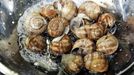 Snails are washed at the cuisine of the Pfalzhotel Asselheim in Gruenstadt, southwestern Germany, 26 June 2007. The snails (helix pomatia) coming from the "Pfalzschnecke" snail breeding farm can reach a length up to 10 centimeters and a weight of about 30 grams each. AFP PHOTO DDP/TORSTEN SILZ GERMANY OUT