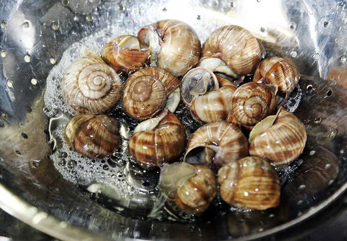 Snails are washed at the cuisine of the Pfalzhotel Asselheim in Gruenstadt, southwestern Germany, 26 June 2007. The snails (helix pomatia) coming from the "Pfalzschnecke" snail breeding farm can reach a length up to 10 centimeters and a weight of about 30 grams each. AFP PHOTO DDP/TORSTEN SILZ GERMANY OUT