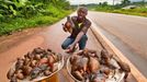 Man selling giant forest snails along main road to Accra, Ghana