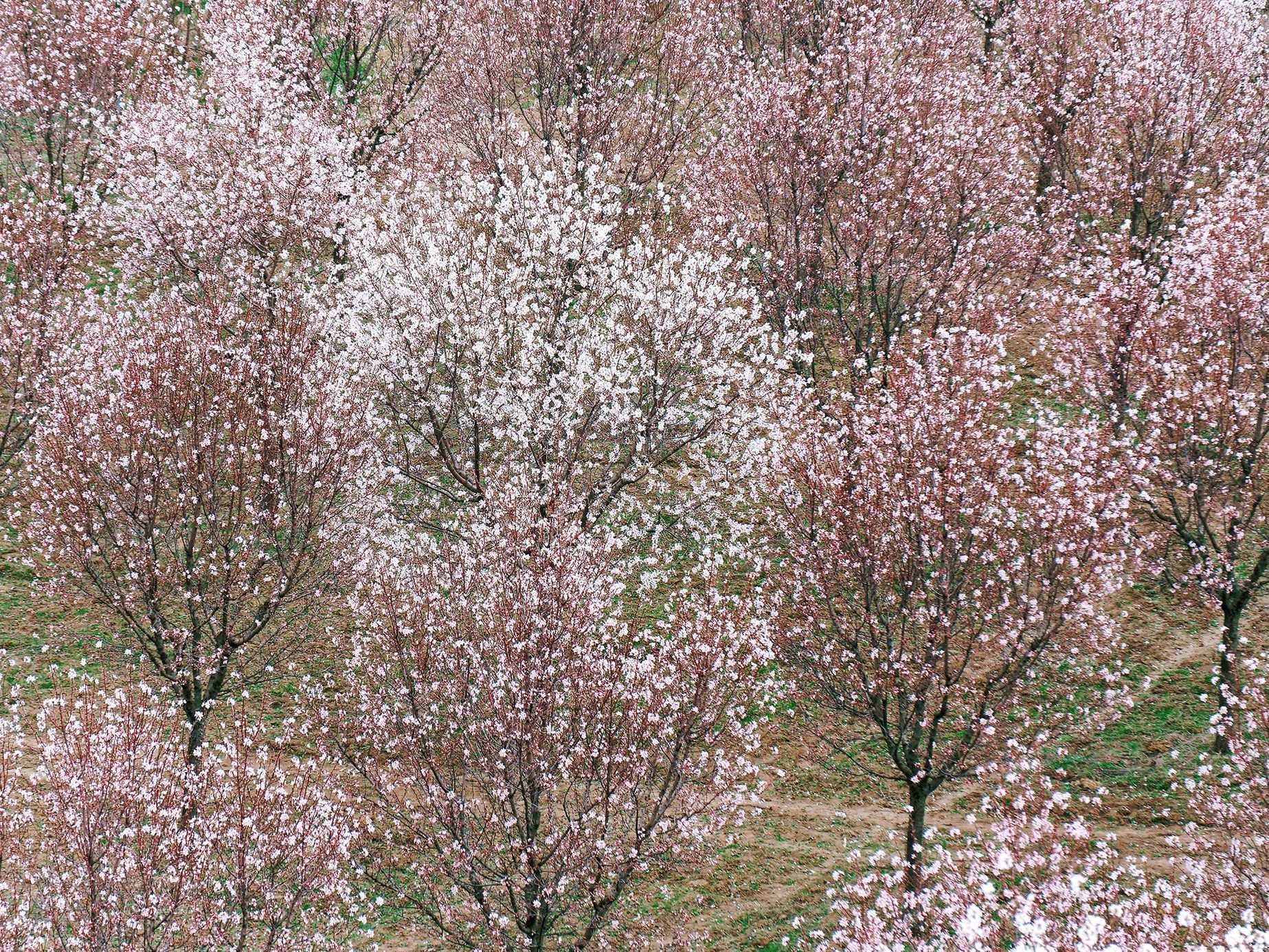 Mandloňové sady v Hustopečích v plném květu, březen 2024