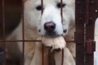 Jihokorejští bojovníci za práva zvířat vyzývají k bojkotu psího masa během zimní olympiády