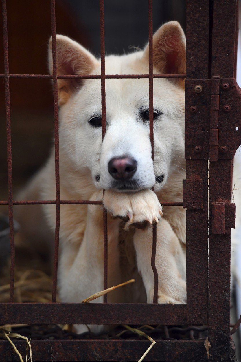 Protest proti konzumaci psů, Jižní Korea