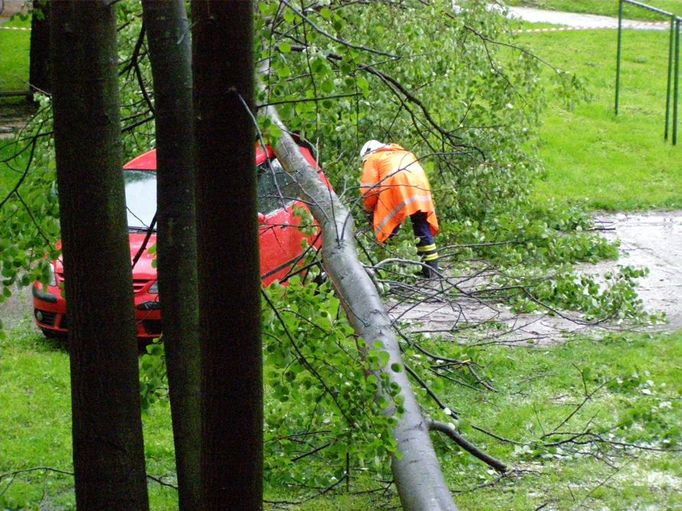 A strom ze zdemolovaného auta odstranili.