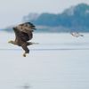 Vítězné fotografie ze soutěže Nikon Comedy Wildlife Awards 2024