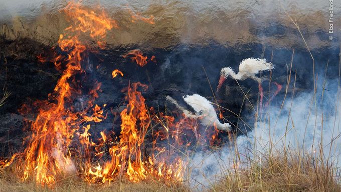 Světové fotky přírody: Čápi lovící u spáleniště i válečné mládě tygra z Ukrajiny