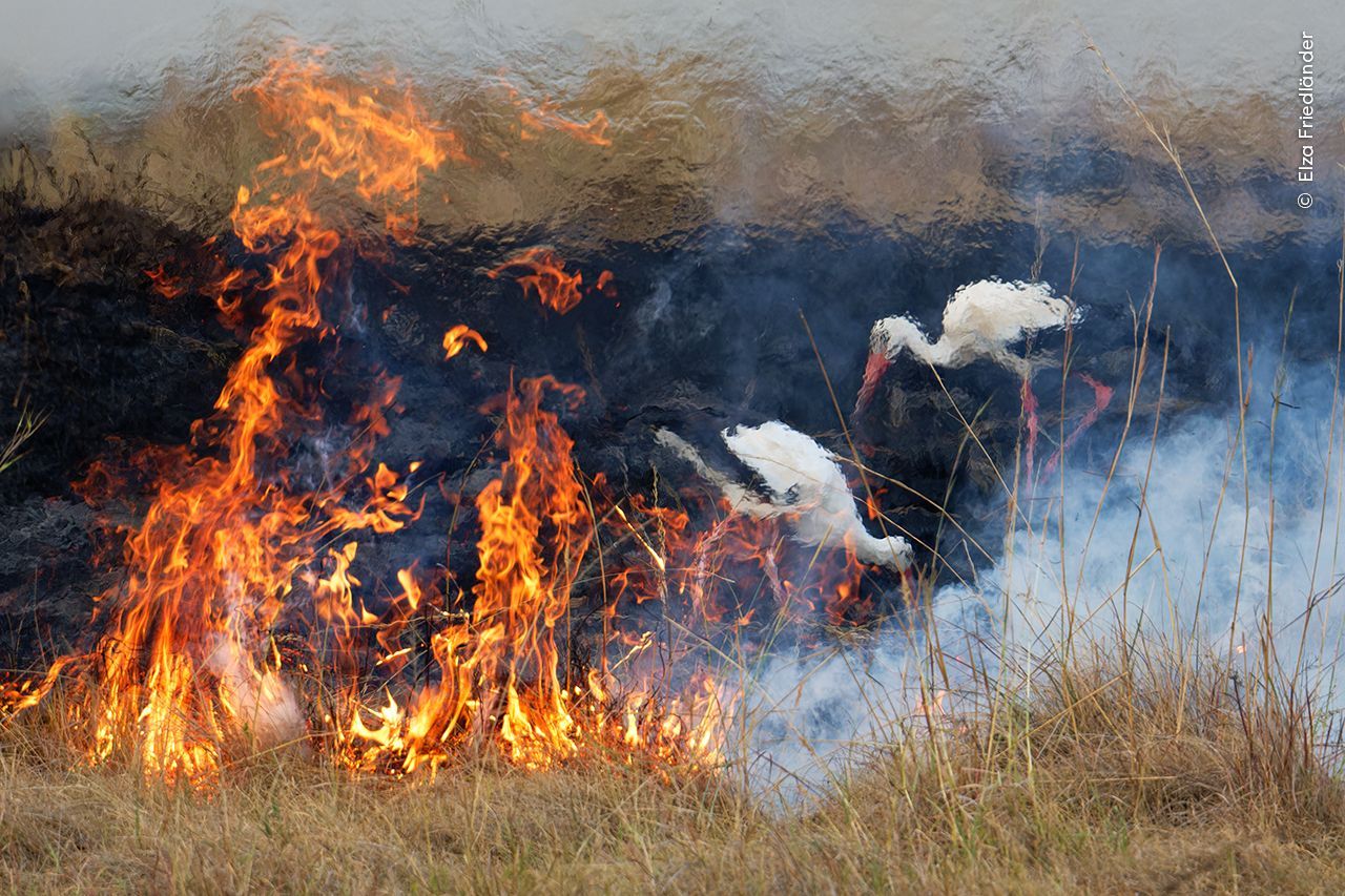 Fotografie ze soutěže Wildlife Photographer of the Year 2023