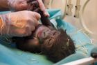 Gorilí mládě v inkubátoru je nejspíš sameček.