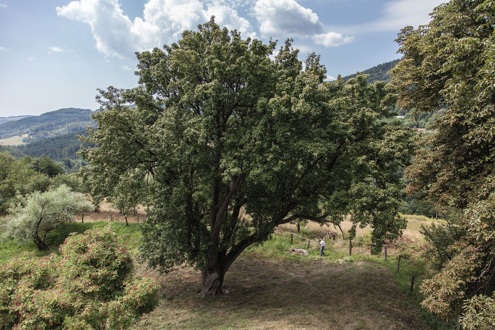 Aleš Palán, Samotáři 2