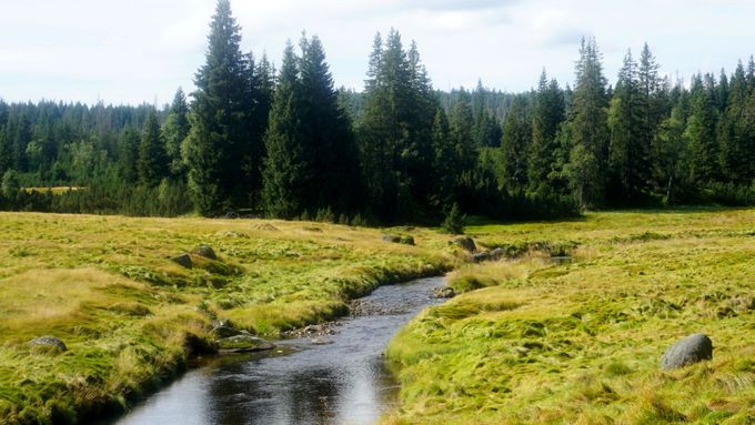 Šumavský národní park se dostal do finančních potíží (ilustrační foto).