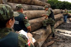 Brazílie vytáhla proti ilegální těžbě dřeva v Amazonii