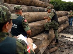 Úřady nedávno podnikly zátah proti nelegálním těžařům. Zabavily 10.000 kubíků dřeva