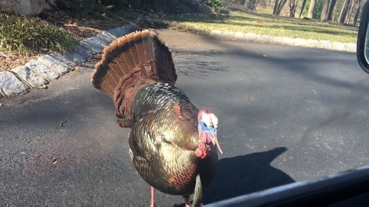 Řidič si na focení vybral špatného krocana. Kamery zachytily hitchcockovské scény